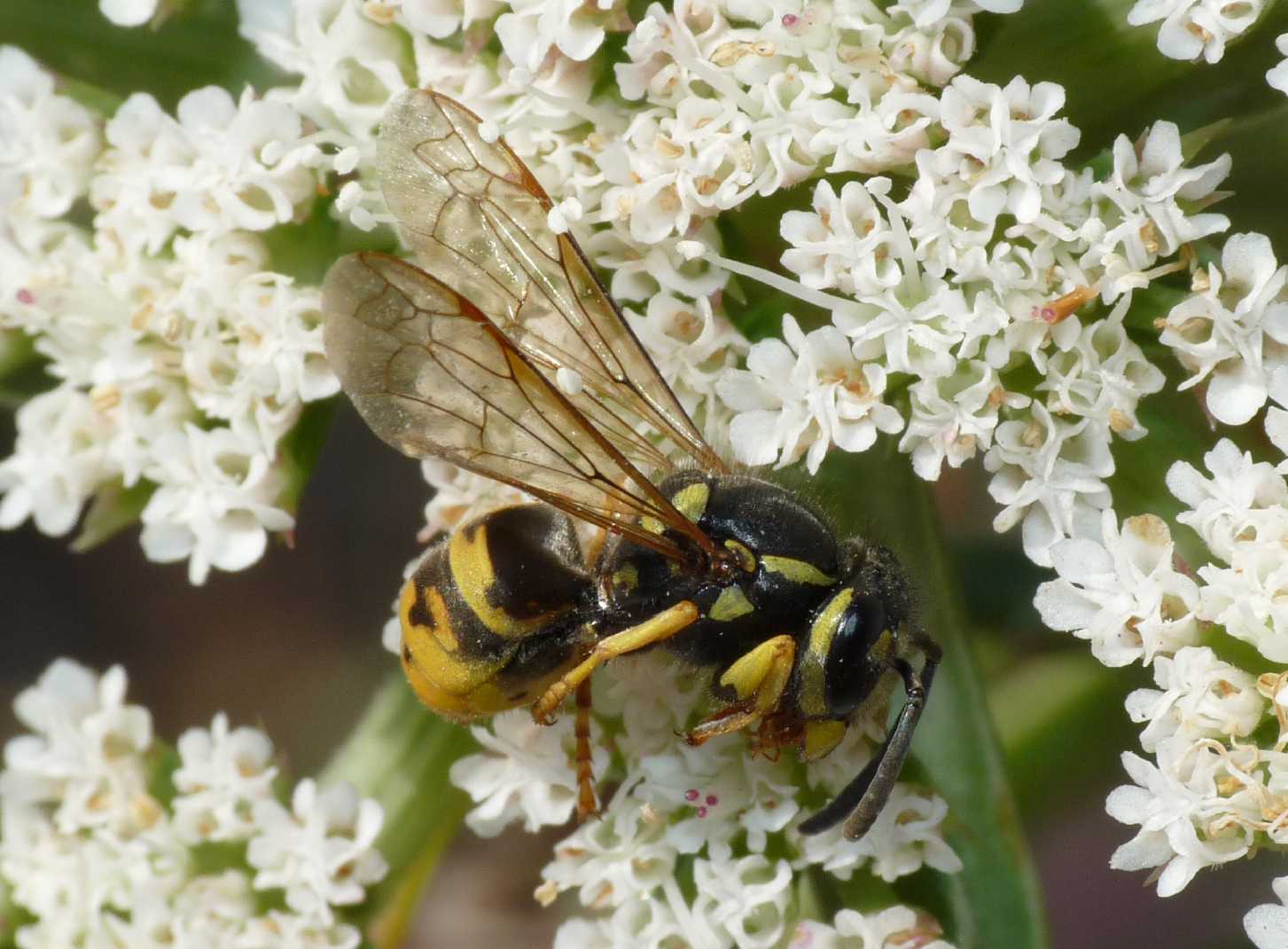 Rhynocoris erhytropus con preda